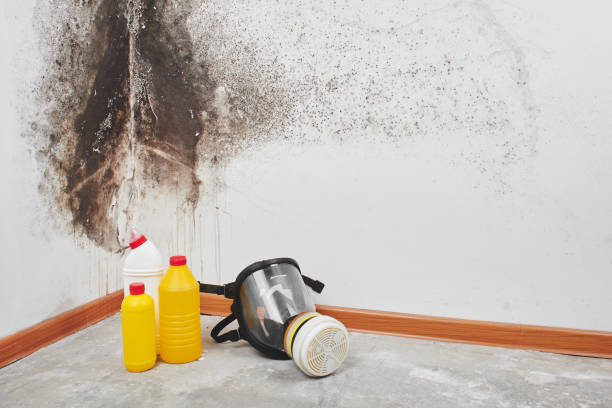Mold Removal Process in Hazen, ND