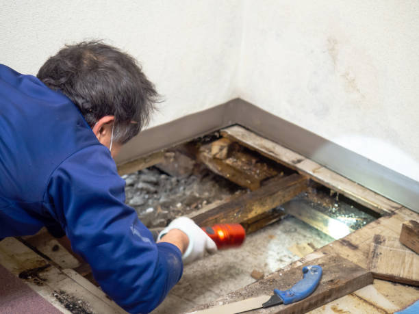 Best Office Mold Removal Services  in Hazen, ND