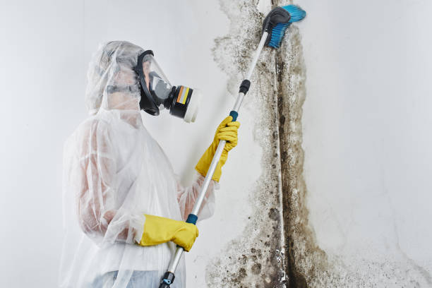 Best Home Mold Removal  in Hazen, ND