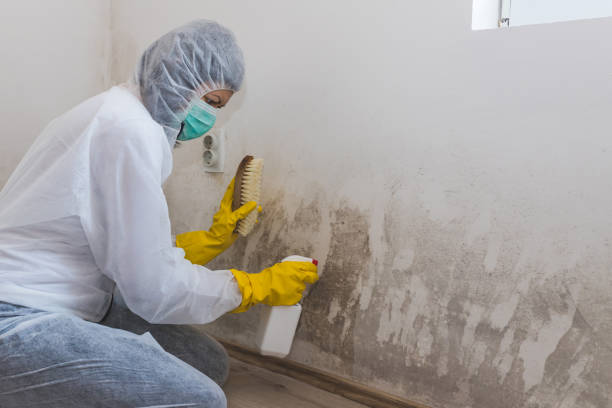 Best Professional Mold Removal  in Hazen, ND
