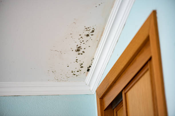 Best Attic Mold Removal  in Hazen, ND