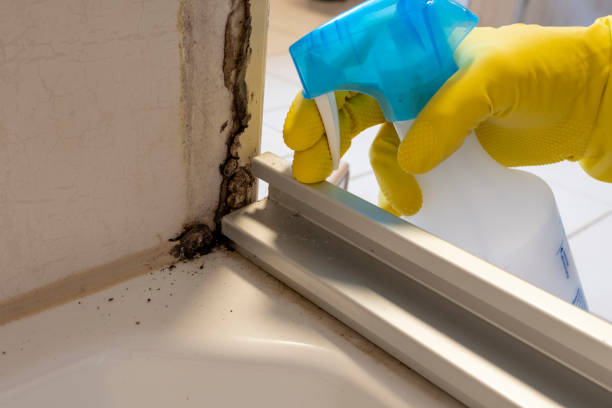Best Mold Cleaning Services  in Hazen, ND