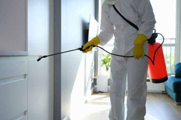 Best Mold Removal Process  in Hazen, ND