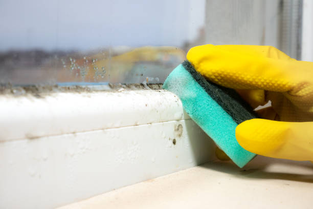 Best Mold Remediation  in Hazen, ND