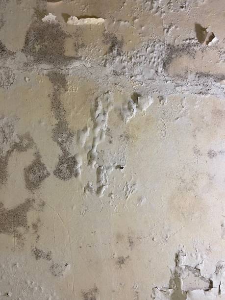 Best Certified Mold Removal  in Hazen, ND