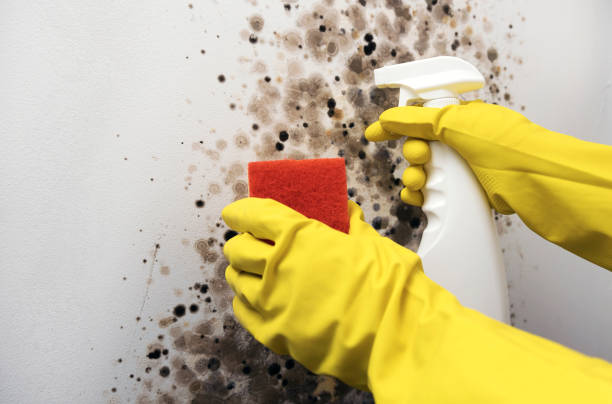 Best Mold Testing  in Hazen, ND