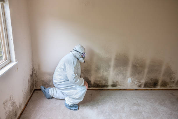Best Mold Removal Company Near Me  in Hazen, ND