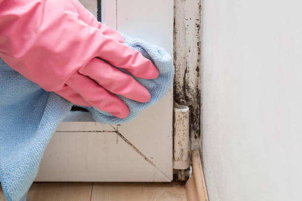 Best Best Mold Removal Companies  in Hazen, ND