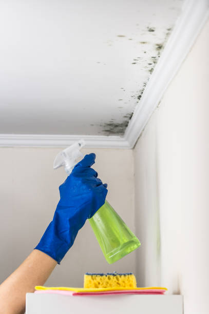 Mold Testing and Removal in Hazen, ND