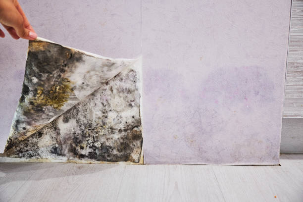  Hazen, ND Mold Removal Pros